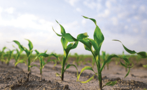 Правила посадки кукурузы в открытый грунт