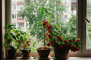 Болезни рассады томатов
