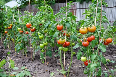 Как помочь томатам прижиться в открытом грунте