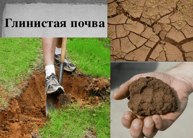 Как из суглинка и глины сделать плодородную почву
