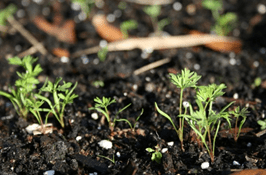 Выращивание лука в открытом грунте