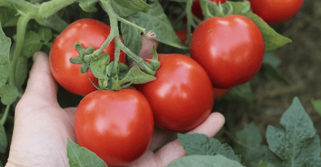 Как ухаживать за томатами в августе и спасти урожай от фитофторы