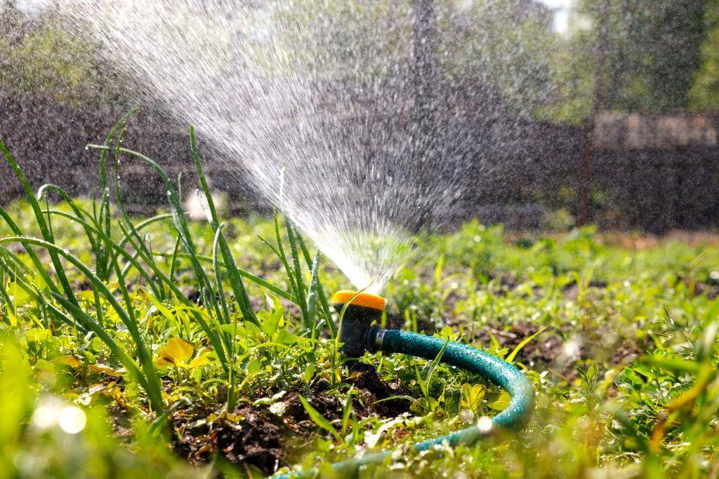 Как правильно поливать огород: сроки и правила полива
