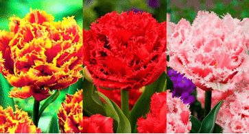 Махрово-бахромчатые тюльпаны