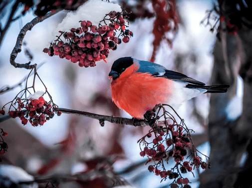 Птицы зимнего сада, с которыми стоит подружиться каждому садоводу
