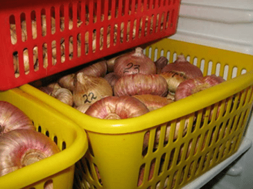 Хранение луковиц гладиолусов в ящиках 
