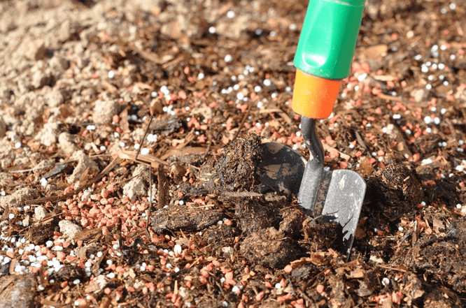 подготовка участка и почвы к посадке луковичных 
