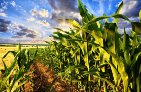 Меры профилактики болезни кукурузы