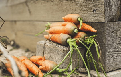 Уборка и хранение моркови зимой