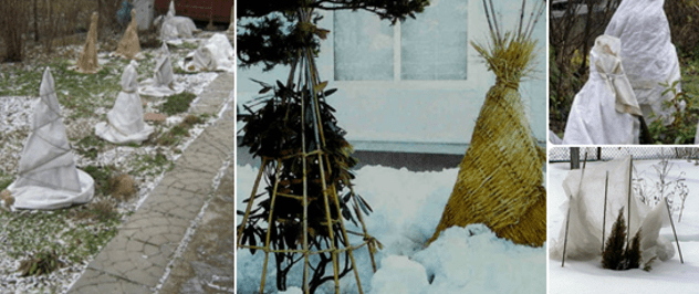 укрытие растений на зиму