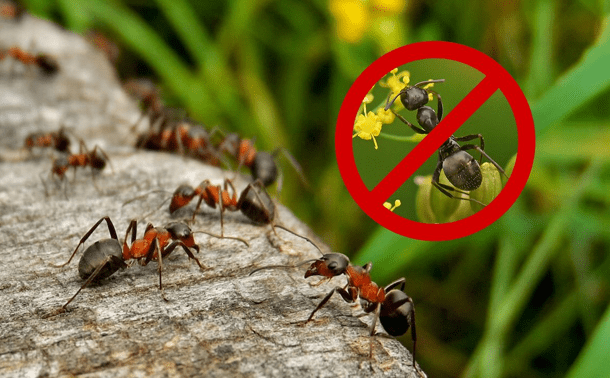 Как навсегда избавиться от муравьев на участке