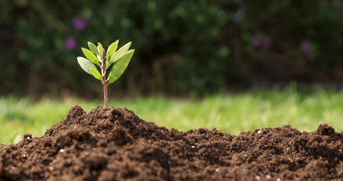 Как сделать плодородную землю из песчаной почвы: пошаговая инструкция