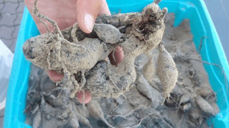 хранение клубней георгин в песке