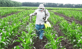подкормки кукурузы