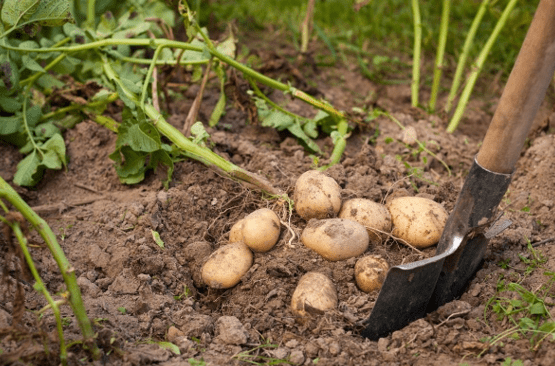 Когда копать картофель после посадки и цветения