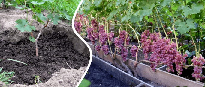 выращивание винограда в открытом грунте