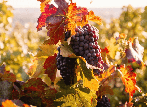 Осенний уход за виноградом: полезные практики и советы