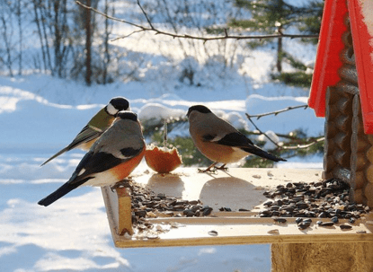 кормим птиц зимой