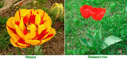 Поздние махровые тюльпаны