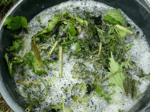 зеленое удобрение из крапивы 