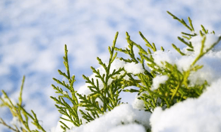 вечнозеленые растения зимой