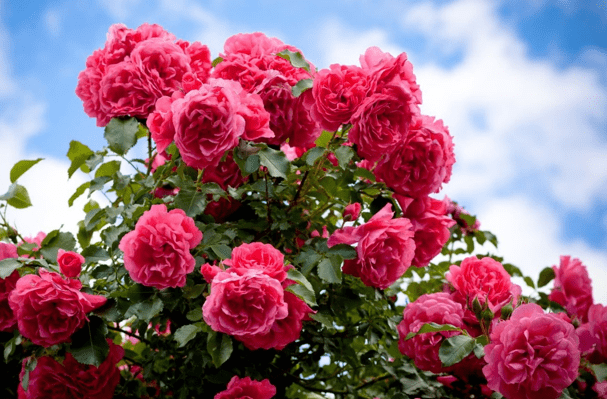 розы: уход после цветения