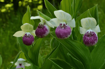 Садовые орхидеи – красивые многолетники