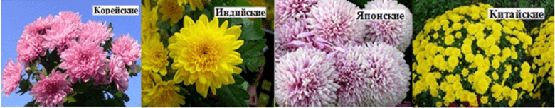 популярные виды хризантем для выращивания