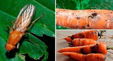 вредители моркови