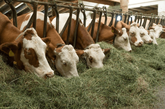 Коровы едят сено