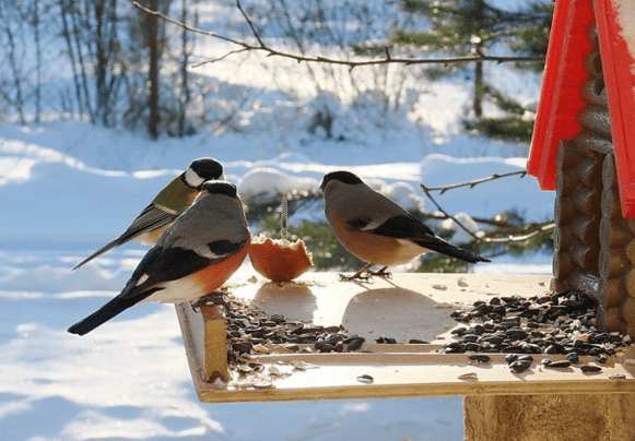 птицы зимой в саду