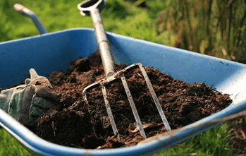 Выбор участка и подготовка почвы для сельдерея