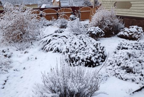 укрытие растений на зиму снегом