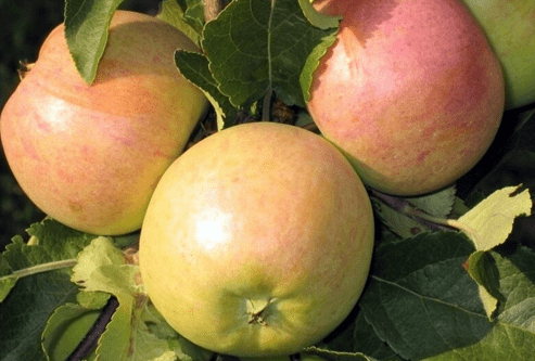 Яблоки Болотовское 