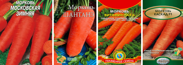 сорта моркови, пригодные для длительного хранения