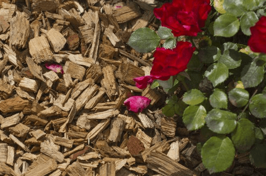 мульчирование почвы около роз