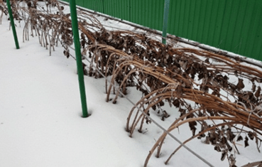 пригибание ветвей пригибание ветвей