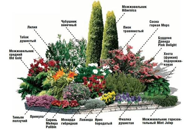 цветы и растения для альпийской горки
