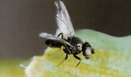 Шведская овсяная муха
