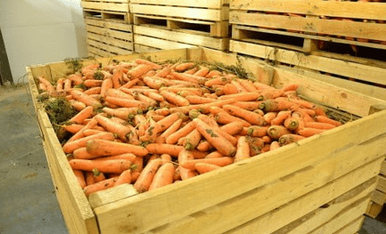 хранение моркови в ящиках 