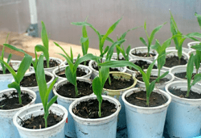 выращивание рассады кукурузы