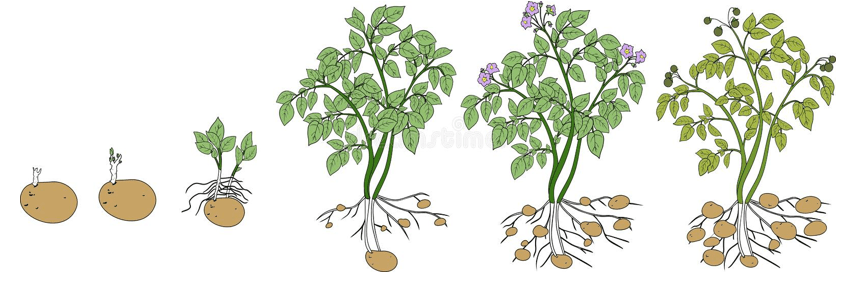 Признаки созревания картофеля