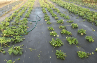 выращивание клубники на агроволокне