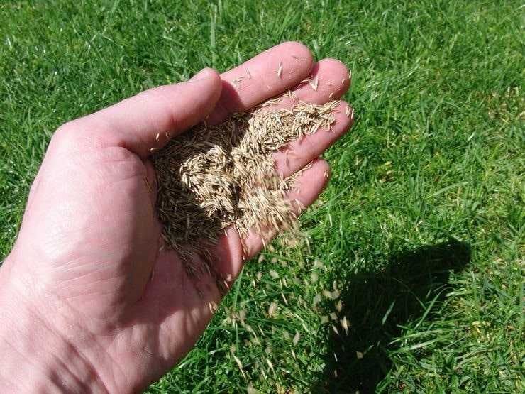 Высеивание газонной травы