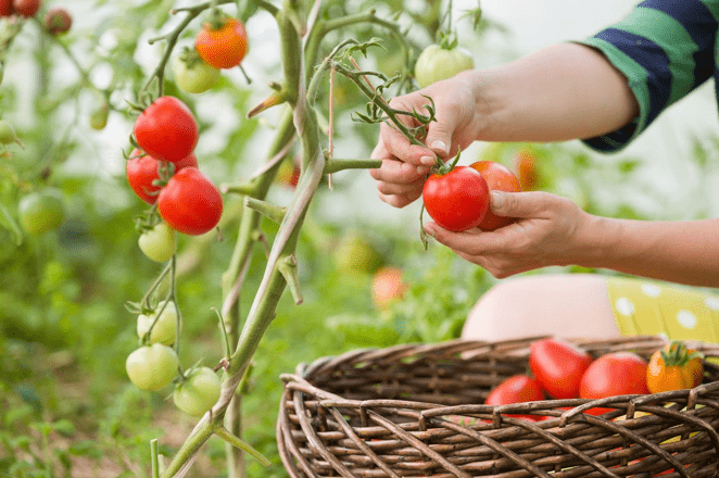выращивание томатов 
