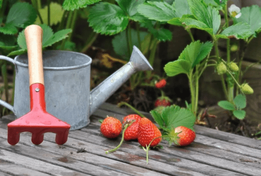 Подкормки клубники летом: инструкция огородникам