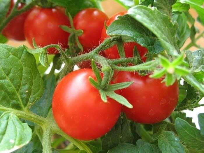 Защита томатов от болезней и вредителей