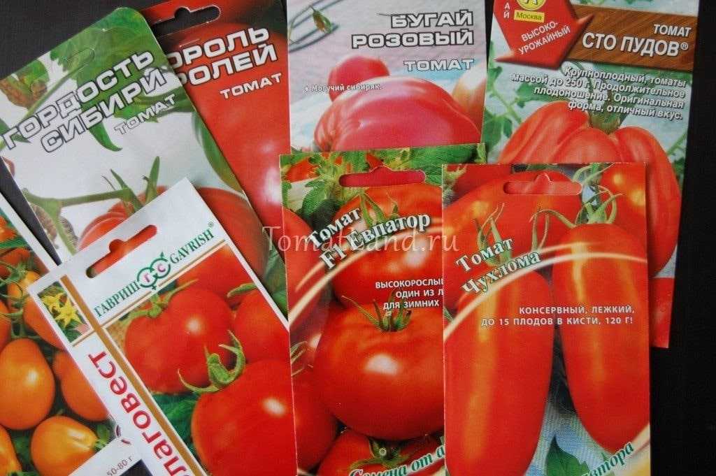 Выбор семян помидоров