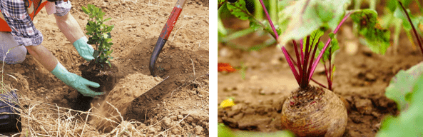 На глинистой почве можно посадить некоторые растения