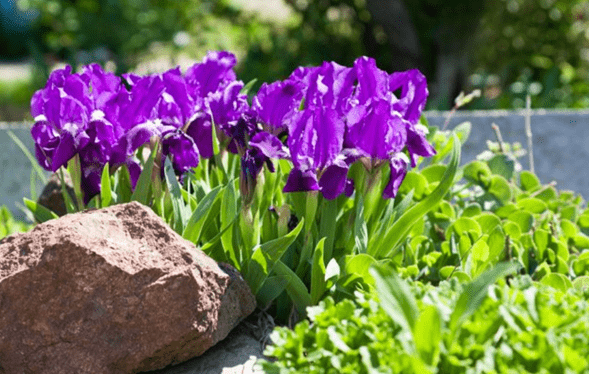 Иридарий: как создать красивый ирисовый сад на участке